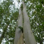 Plantar eucalipto y otros árboles en Galicia. ¿que distancia hay que respetar?