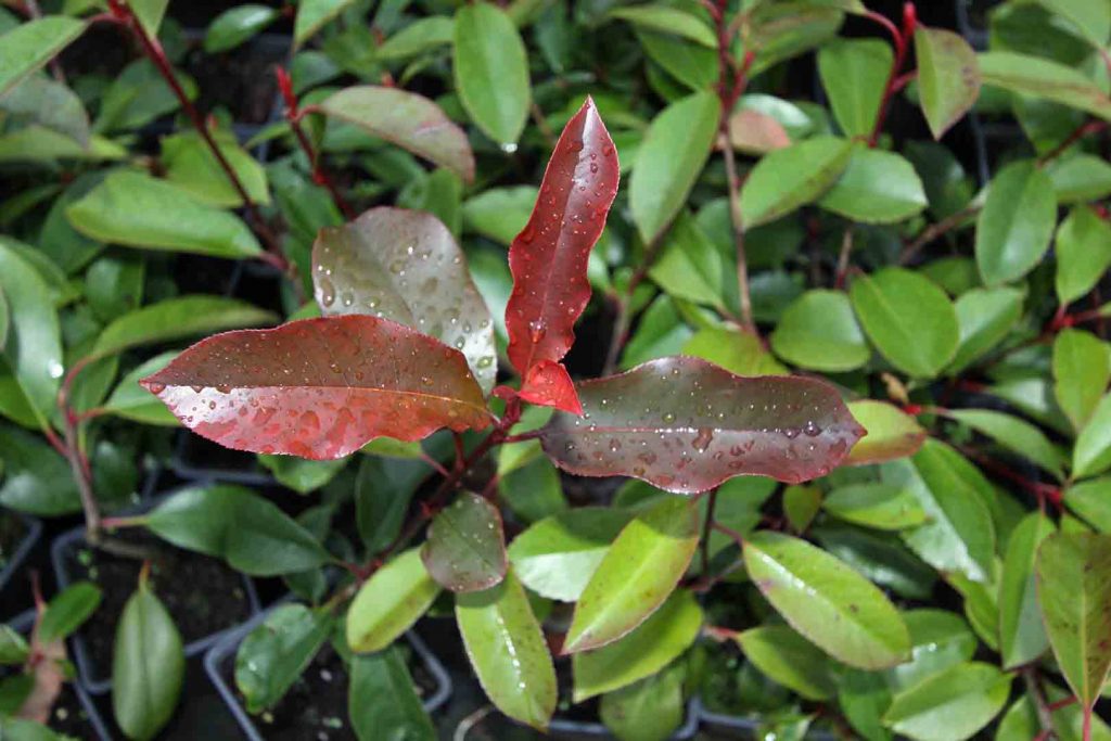 Photinia