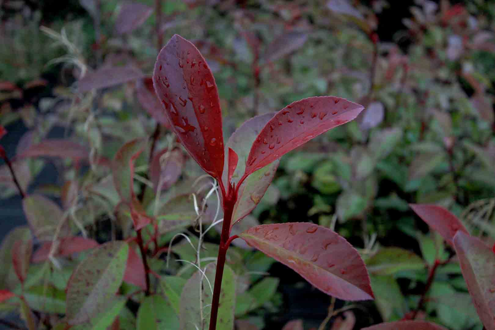 Photinia, un arbusto cada vez más popular en nuestros jardines
