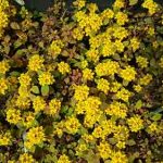 Lysimachia congestifolia, una alfombra de flores amarillas.