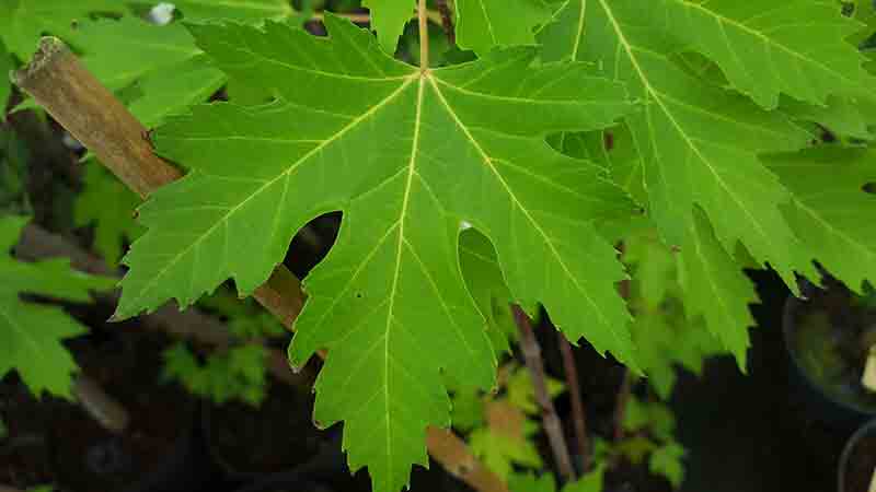 Acer saccharinum el arce plateado de Florida