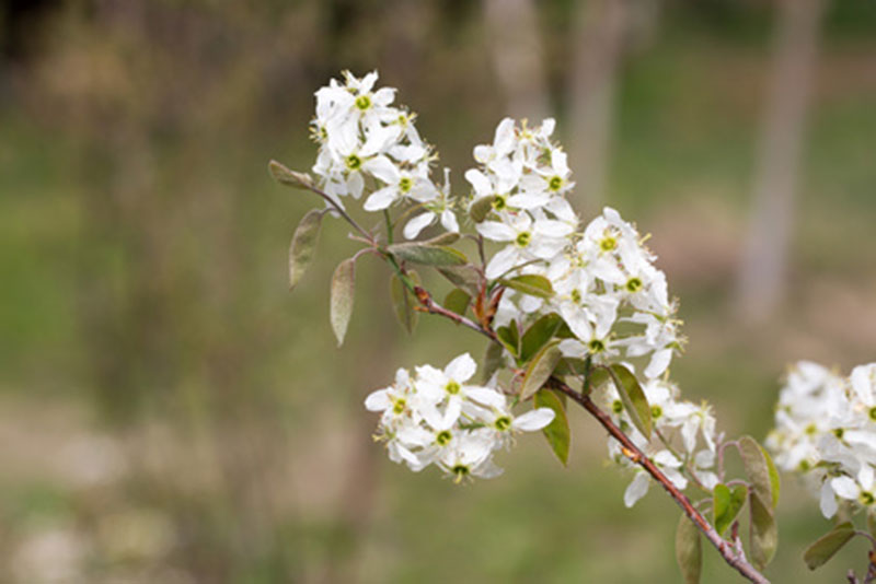 amelanchier-canadensis-flores
