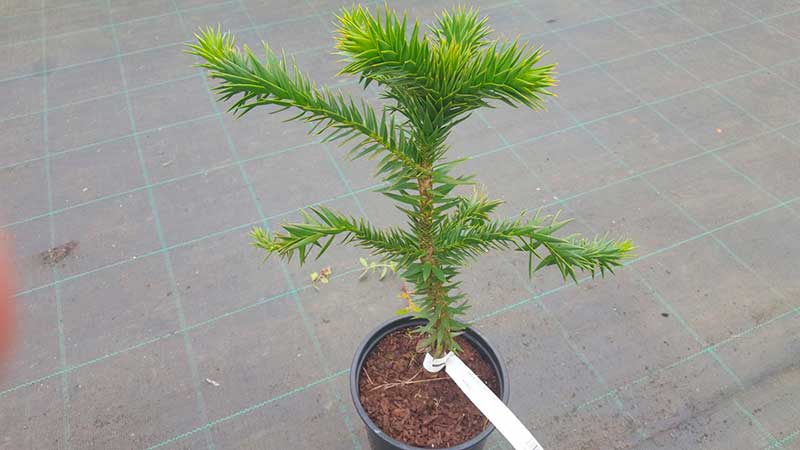 Araucaria araucana, el pino chileno con sorprendentes formas.