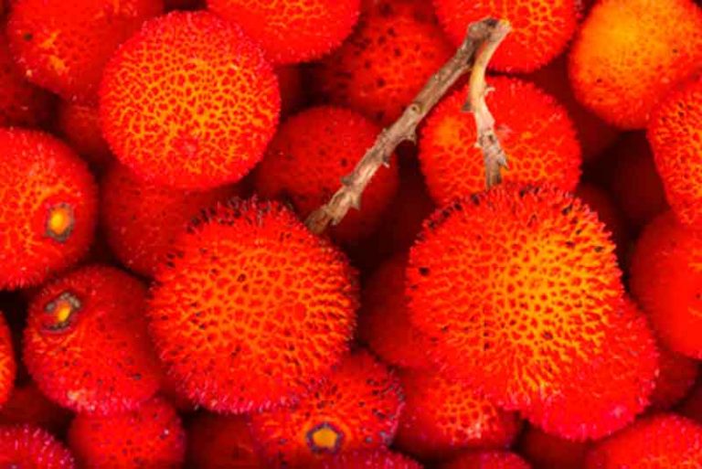 Madroño, Arbutus unedo. ¿Probaste el fruto del madroño?