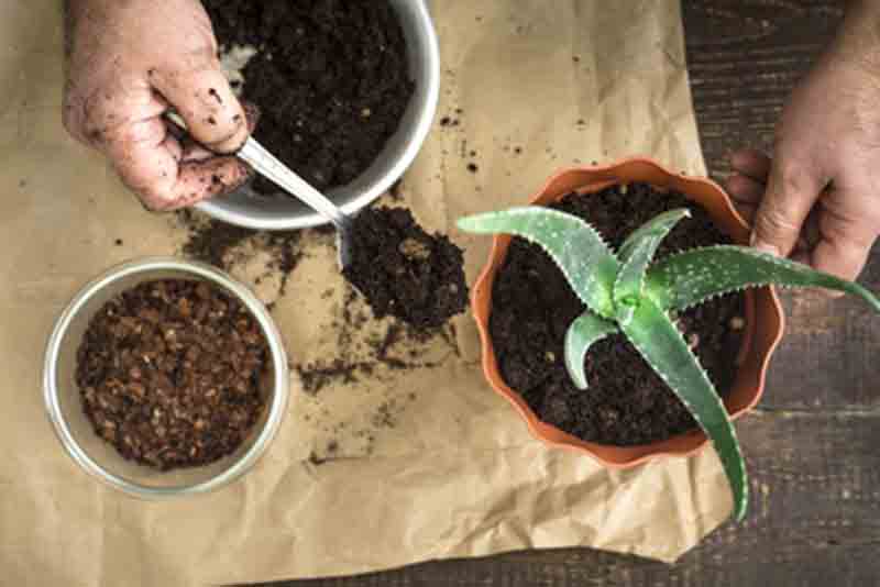 14 Contraindicaciones del Aloe vera, ¡cuidado con los excesos!